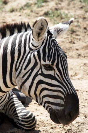 Zebra Face 